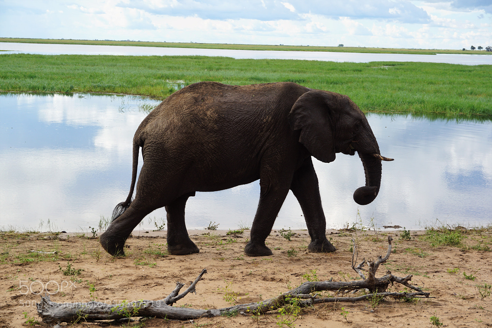 Sony a5100 sample photo. Elefant in front of photography