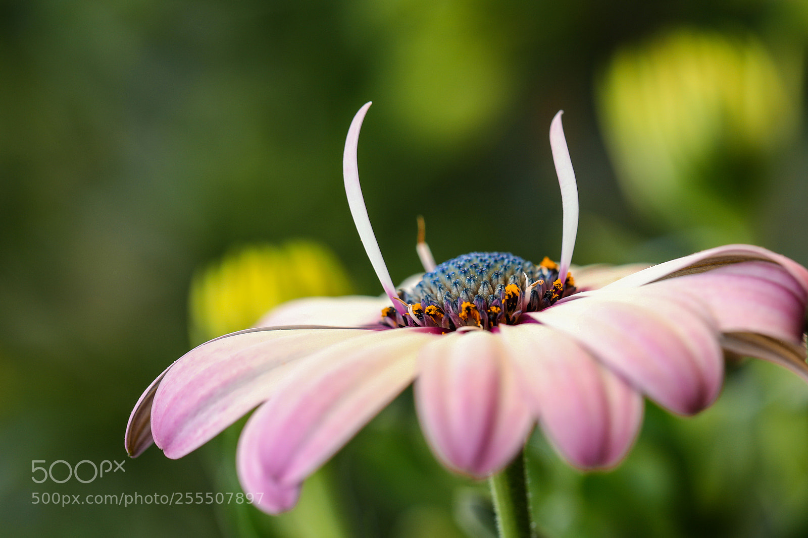 Canon EOS 5D Mark IV sample photo. Outstretched arms photography