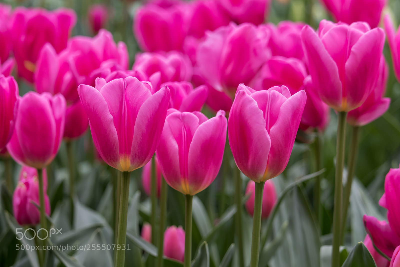 Canon EOS 80D sample photo. Pink tulips photography