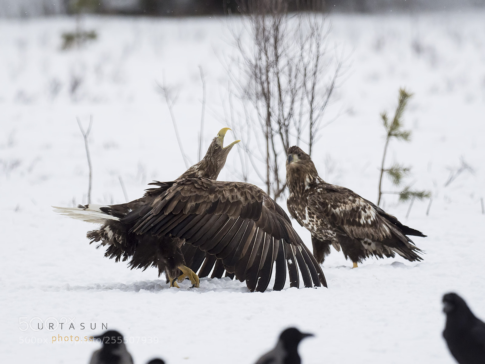 Olympus OM-D E-M1 Mark II sample photo. Call of the wild photography