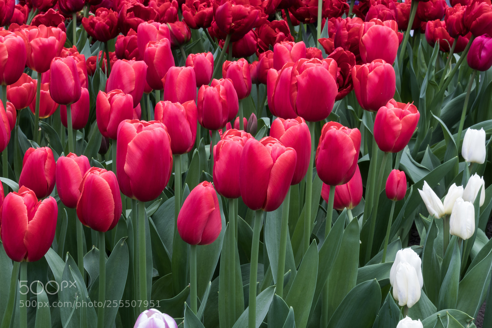 Canon EOS 80D sample photo. Tulips photography