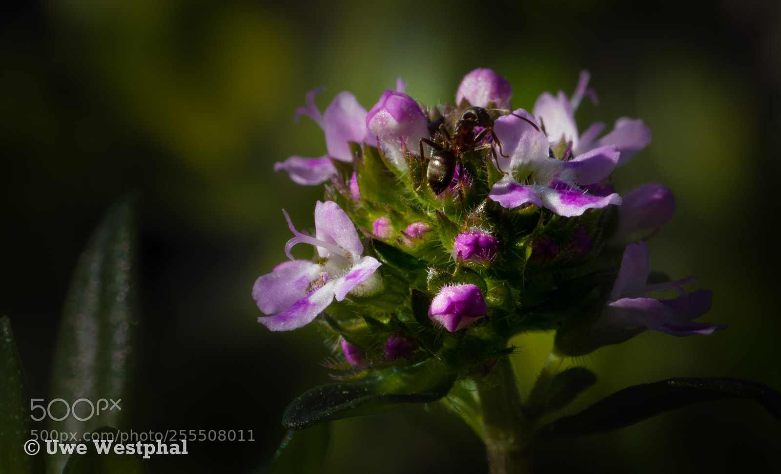 Panasonic Lumix DMC-FZ200 sample photo. Ameise photography