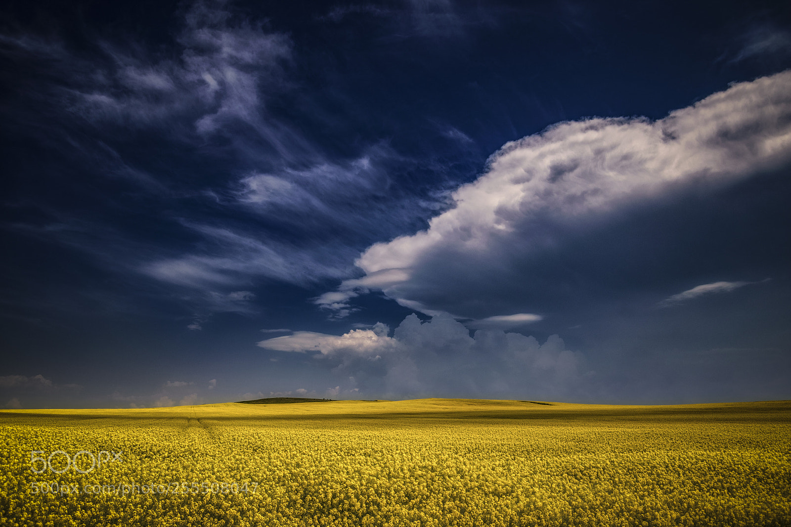 Nikon D5300 sample photo. Rapeseed field photography