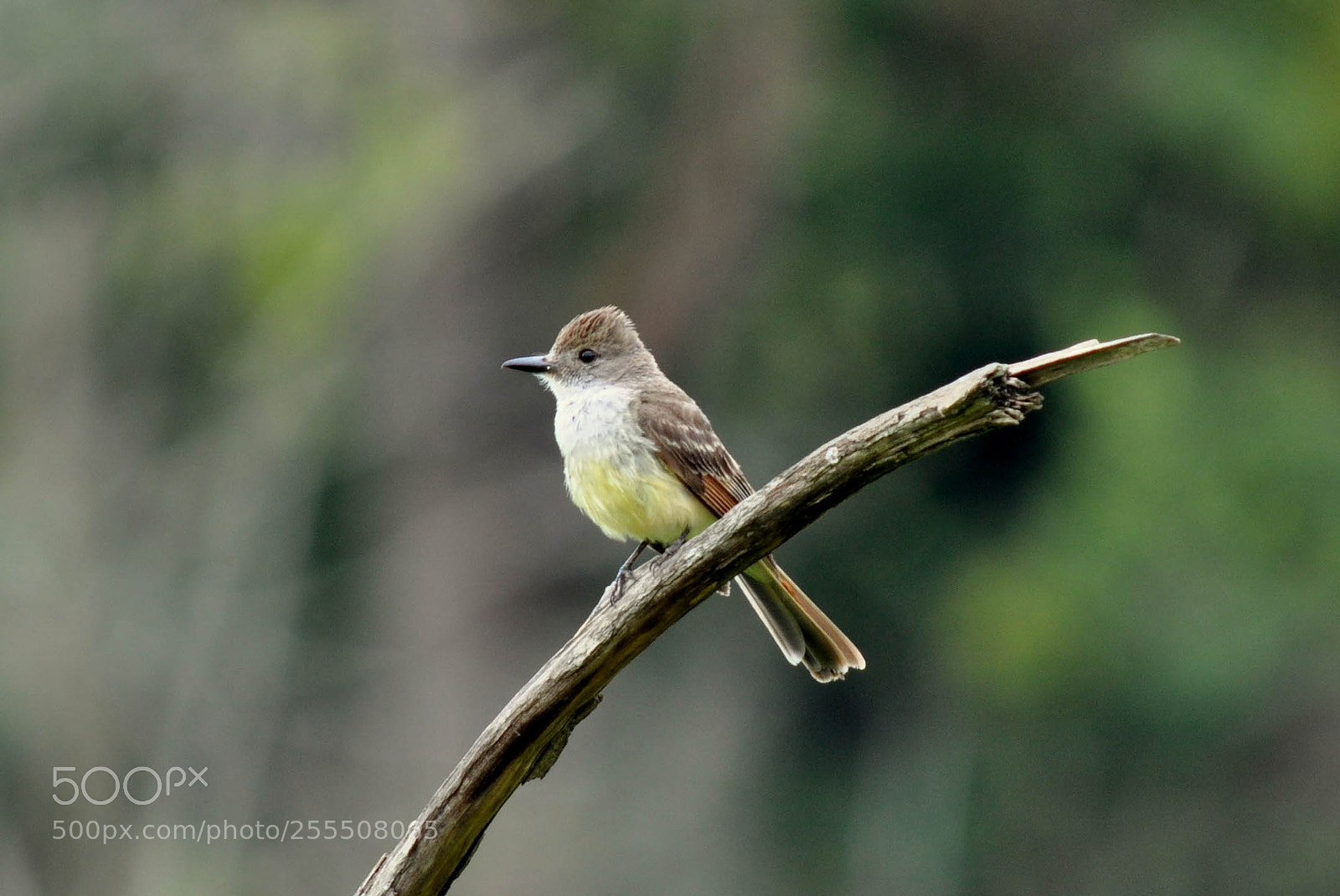 Nikon D5000 sample photo. Irré (myiarchus swainsoni) photography