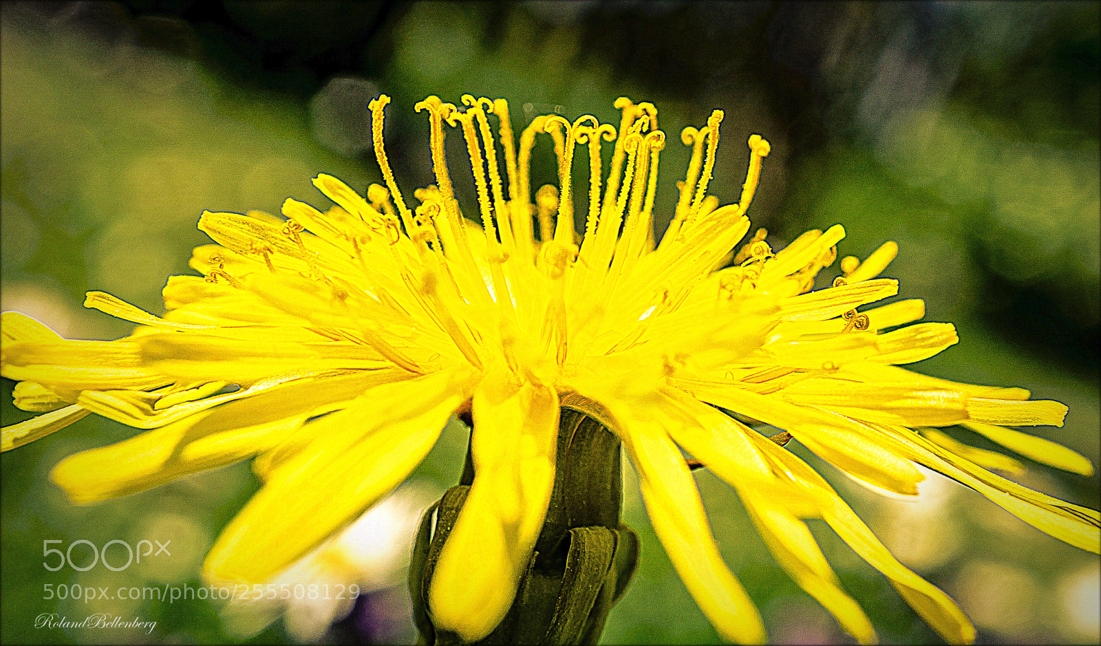 Sony a6000 sample photo. Yellow in green photography