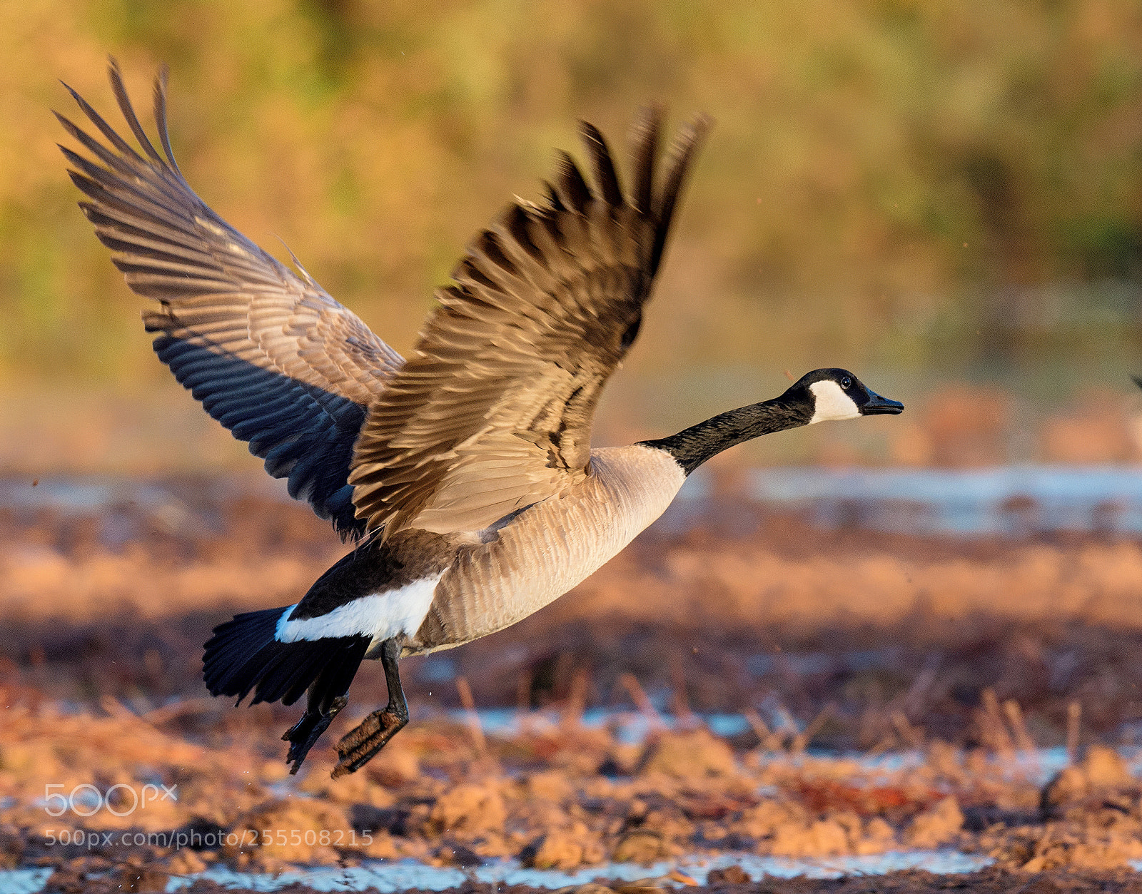 Nikon D4S sample photo. Canadian goose photography