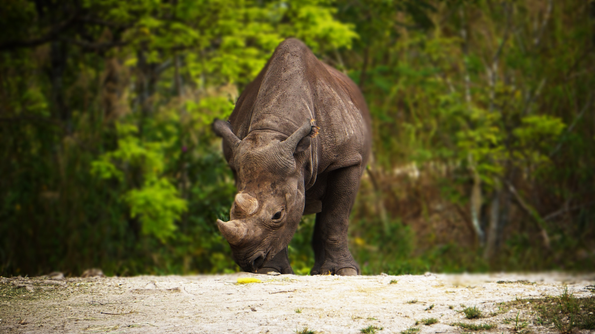 Sony E 55-210mm F4.5-6.3 OSS sample photo. Rhino photography