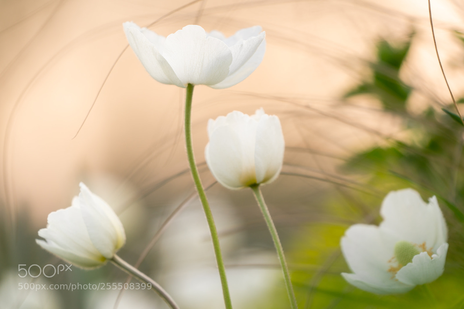 Sony a7R II sample photo. White flowers photography