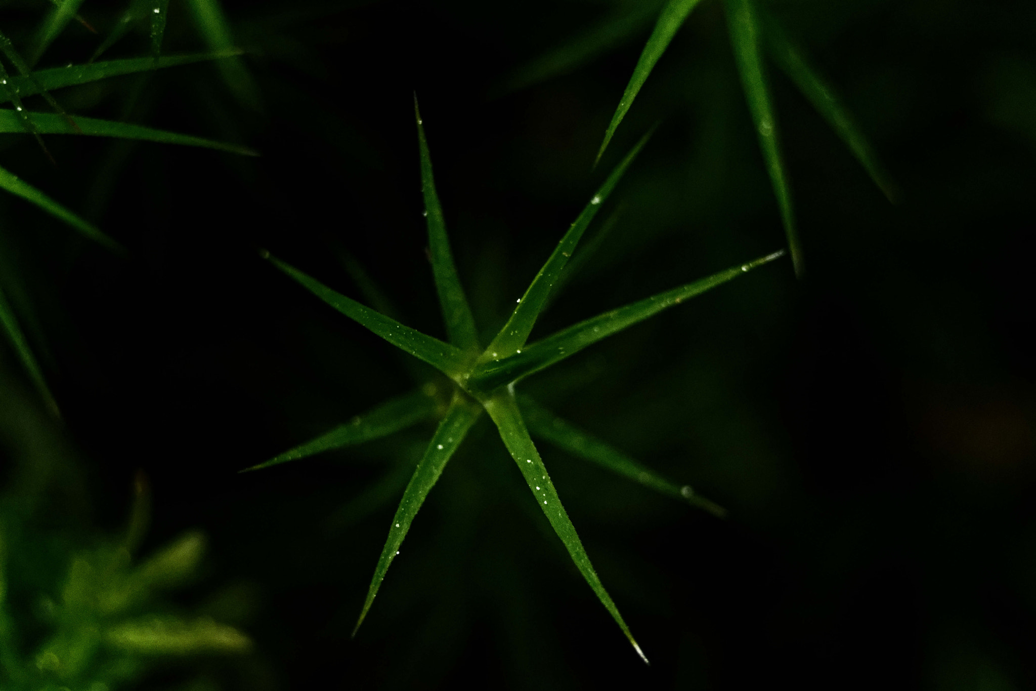 Nikon D3300 sample photo. étoilé photography