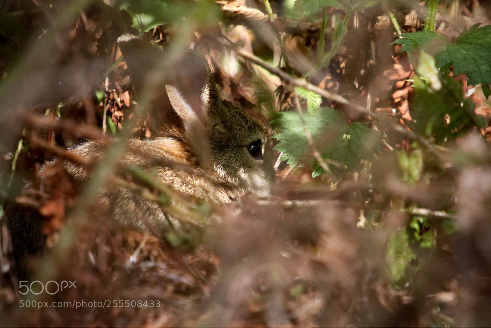 Canon EOS 70D sample photo. Hiding photography