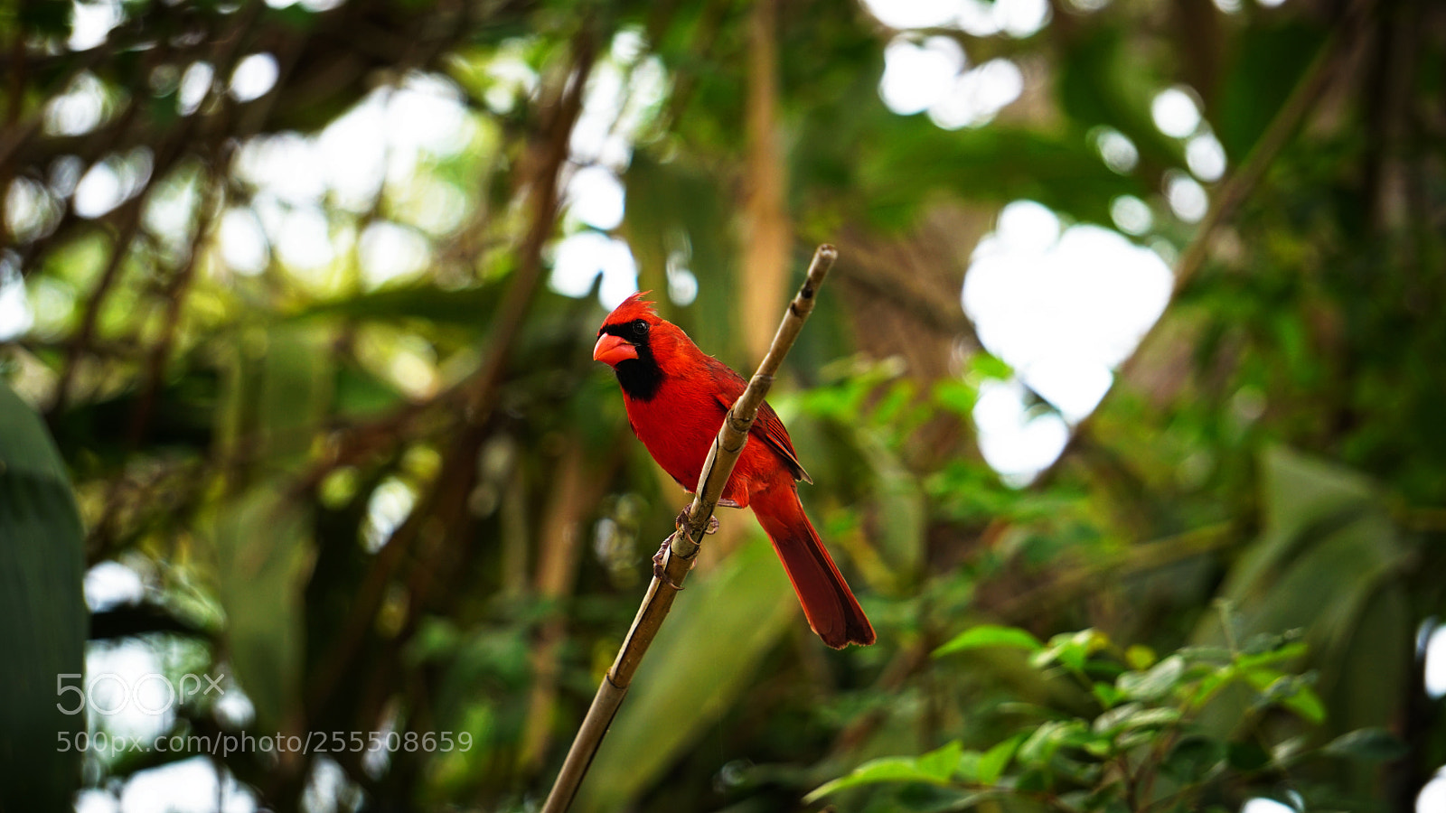 Sony a6300 sample photo. Cardinal photography