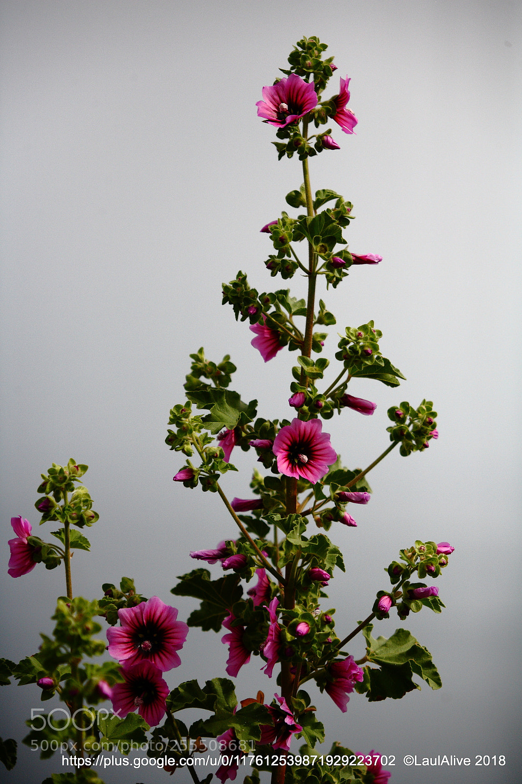 Canon EOS 5D sample photo. Fleur de printemps photography