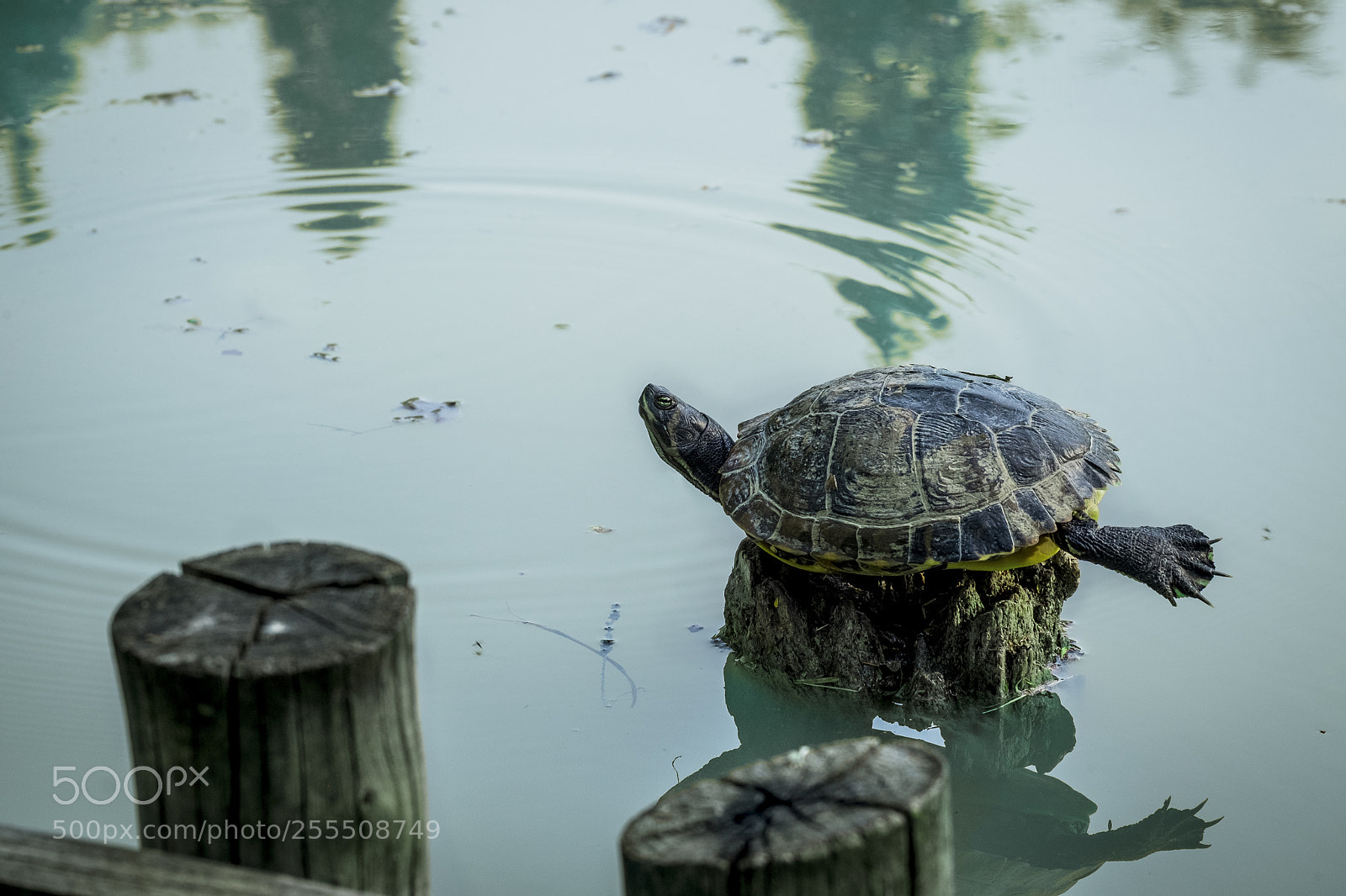 Fujifilm X-T1 sample photo. Arabesque photography