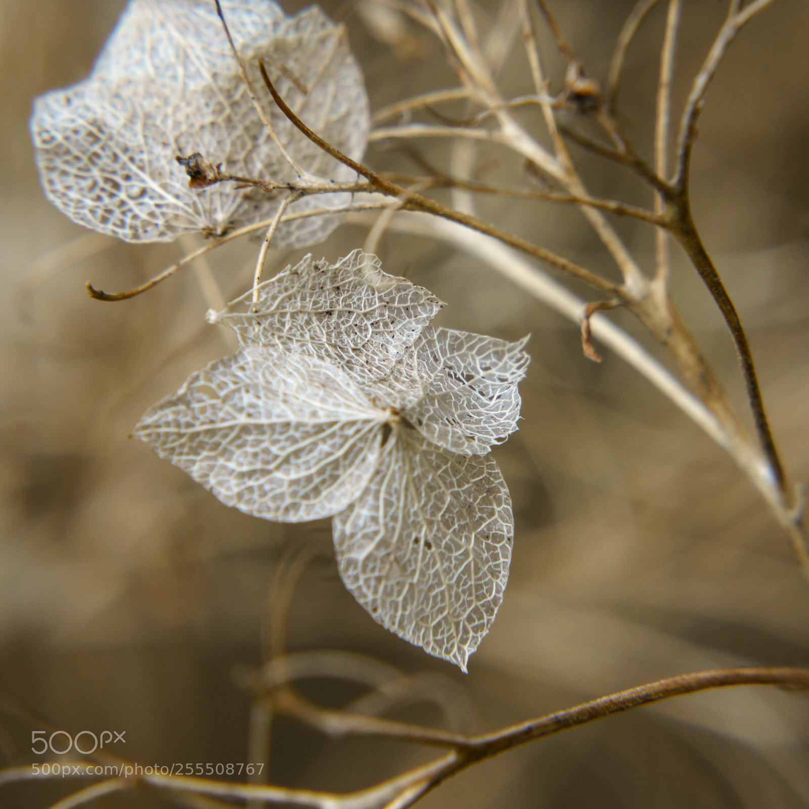 Sony a6000 sample photo. 20180427dsc08617_1.jpg photography