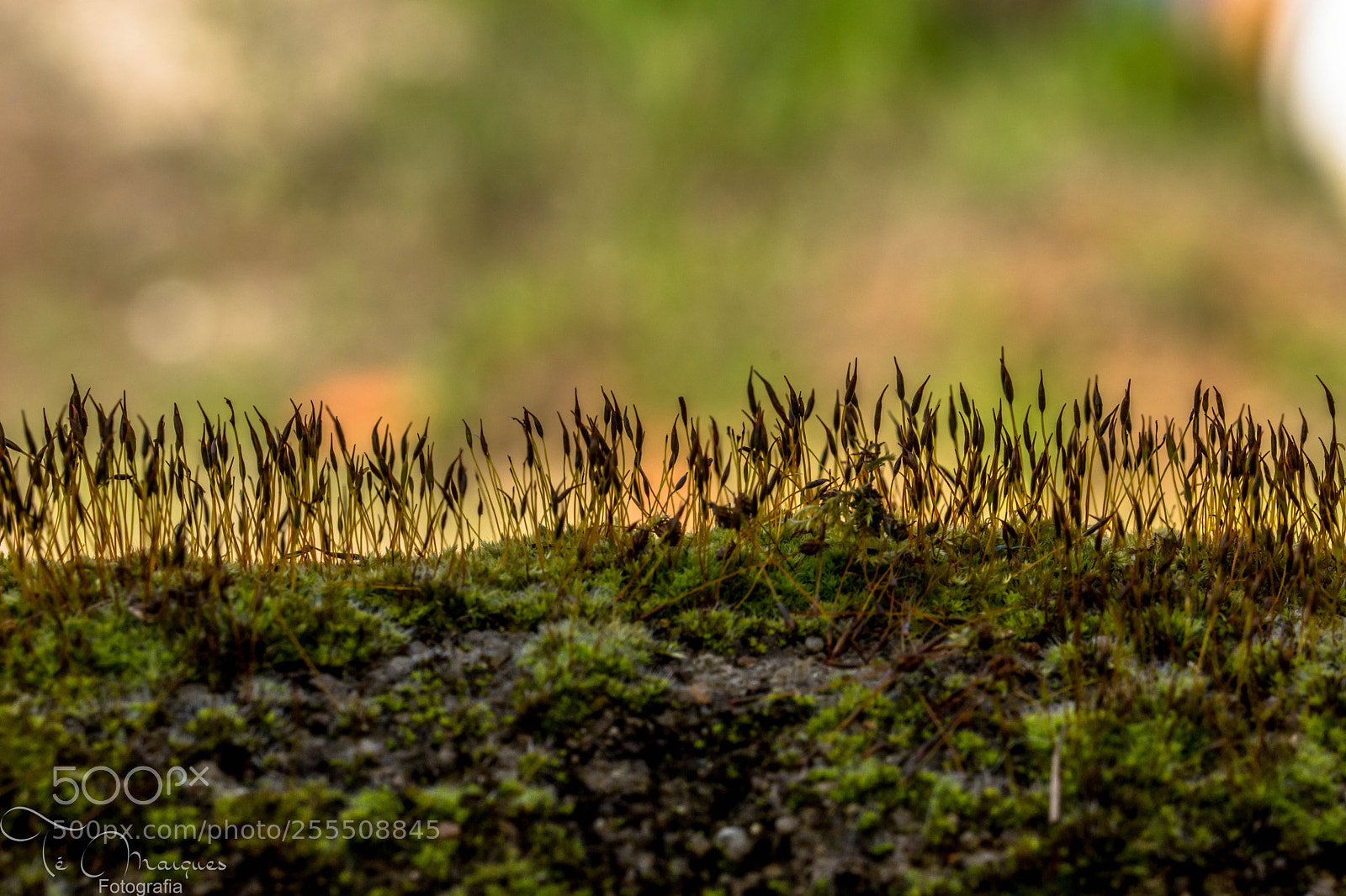 Nikon D7200 sample photo. Micro lives photography