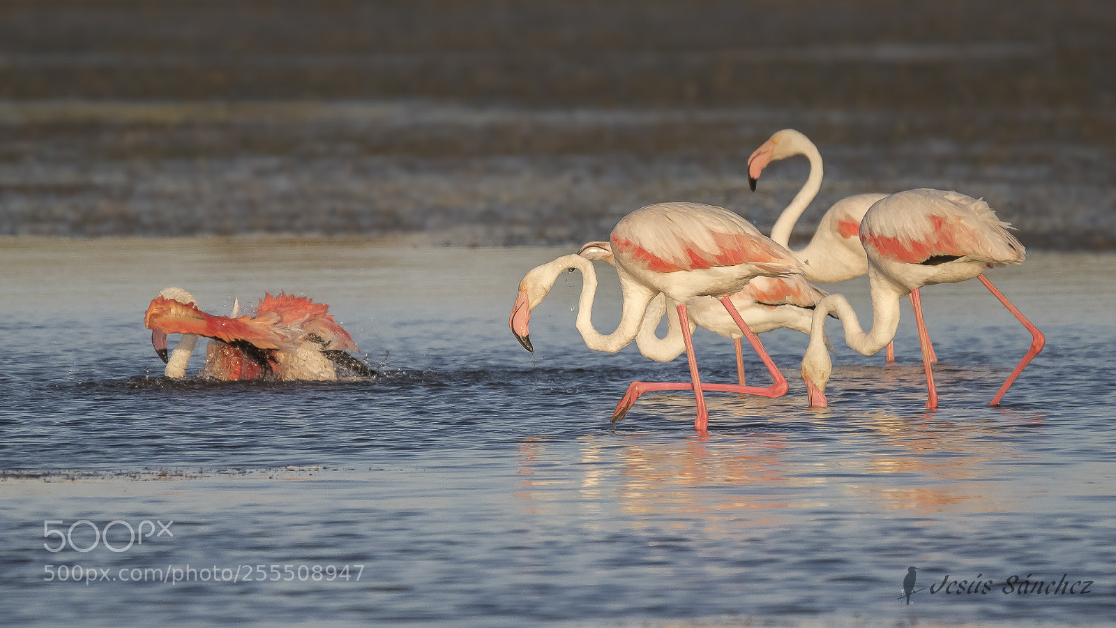 Canon EOS 7D Mark II sample photo. Flamenco com n phoenicopterus photography