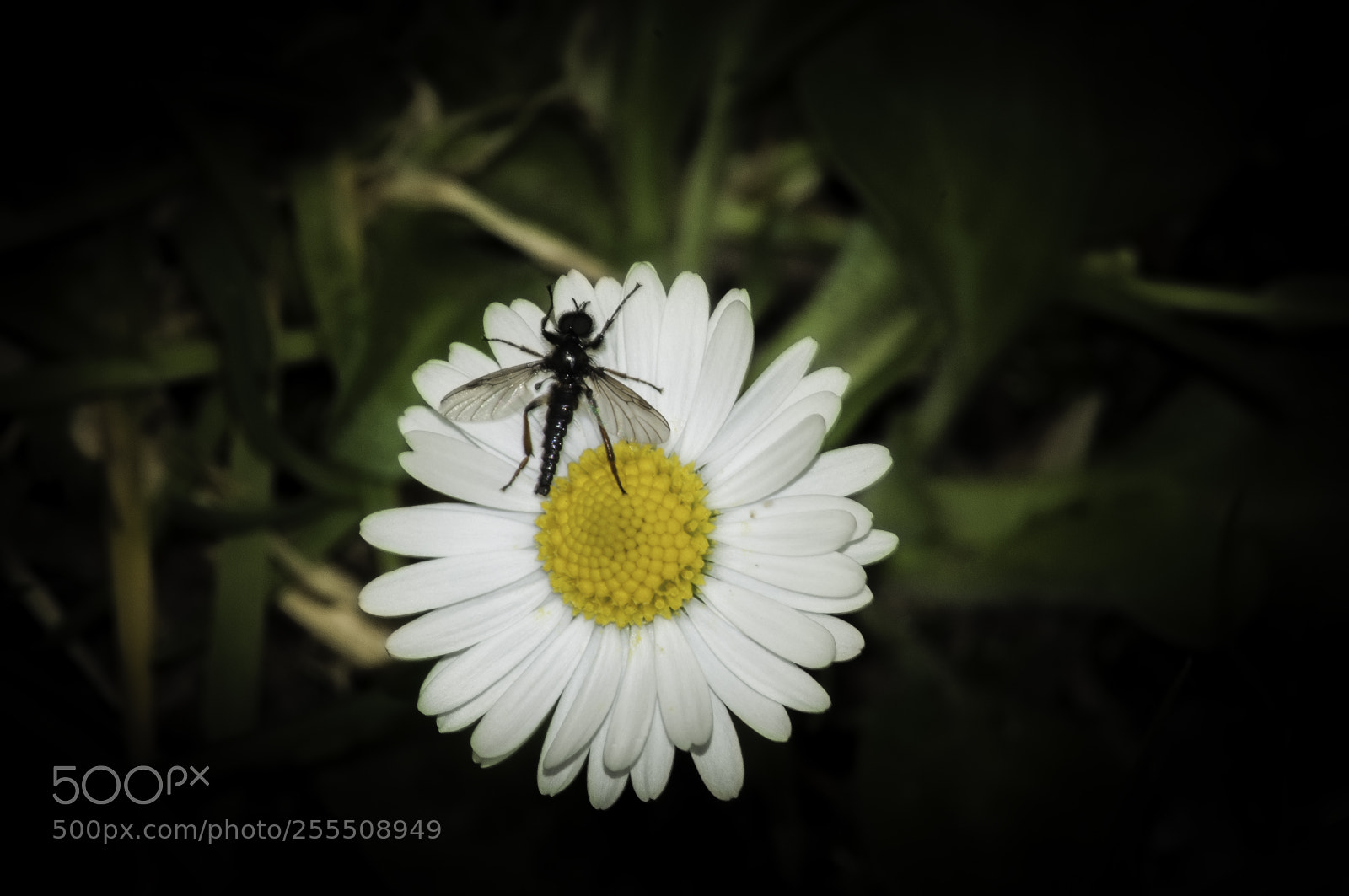 Nikon D5000 sample photo. Fly on daisy photography