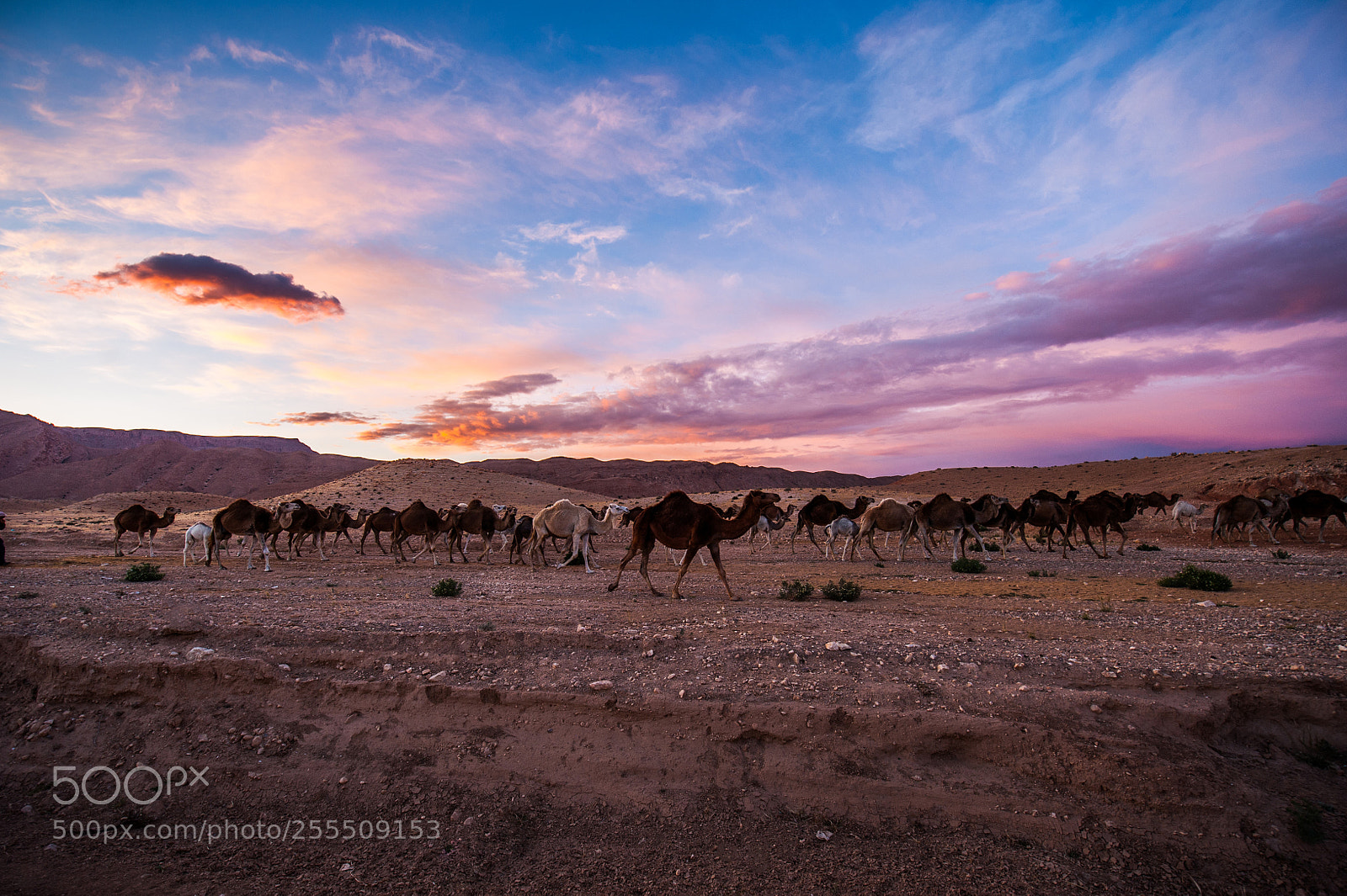 Nikon D700 sample photo. Camel photography