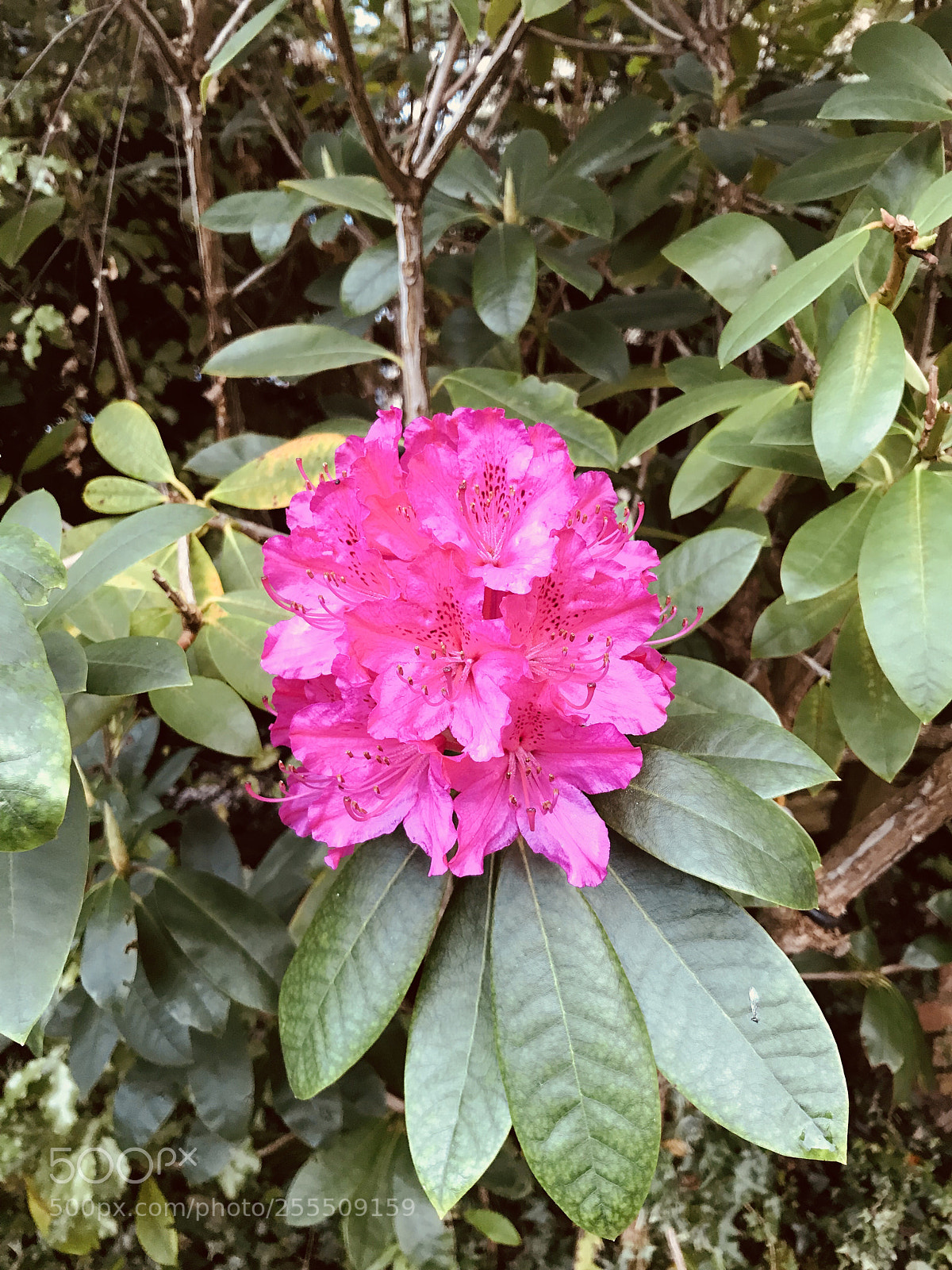 Apple iPhone 7 sample photo. Flowers in killarney  photography