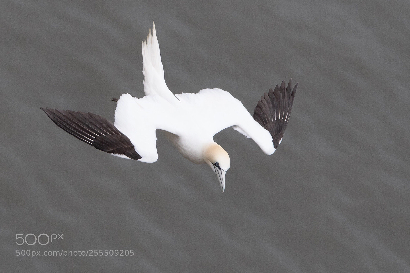 Canon EOS 1300D (EOS Rebel T6 / EOS Kiss X80) sample photo. Diving gannet  photography