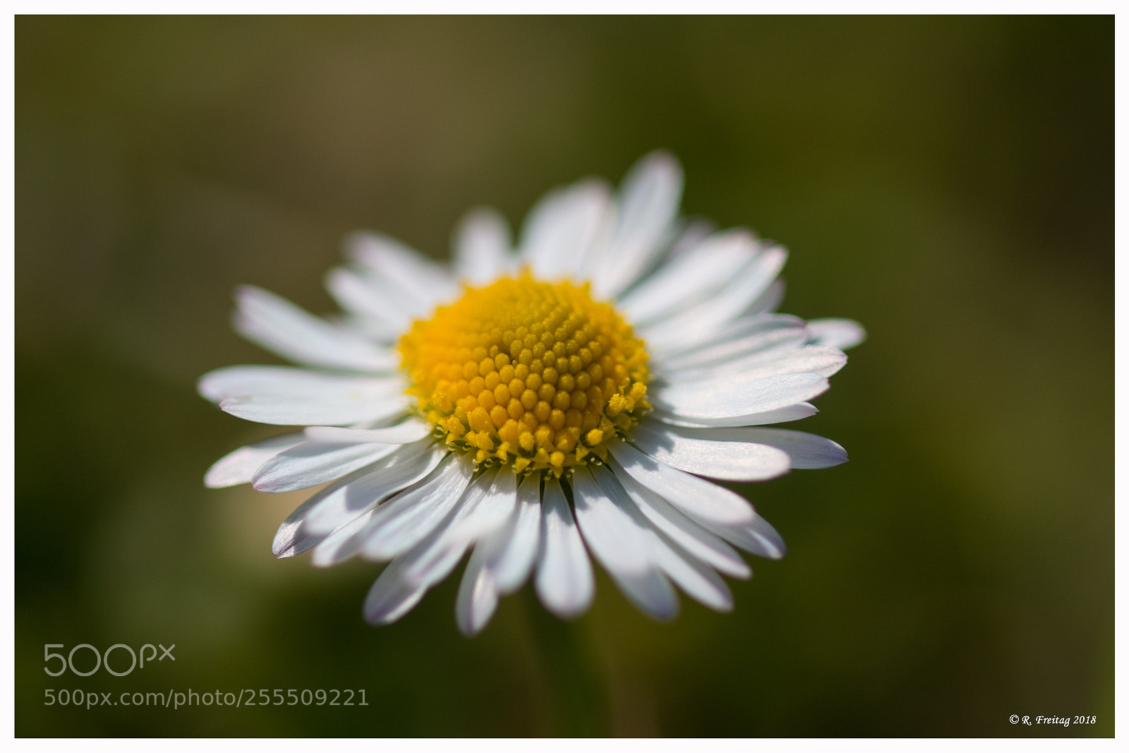 Canon EOS 70D sample photo. Daisy photography