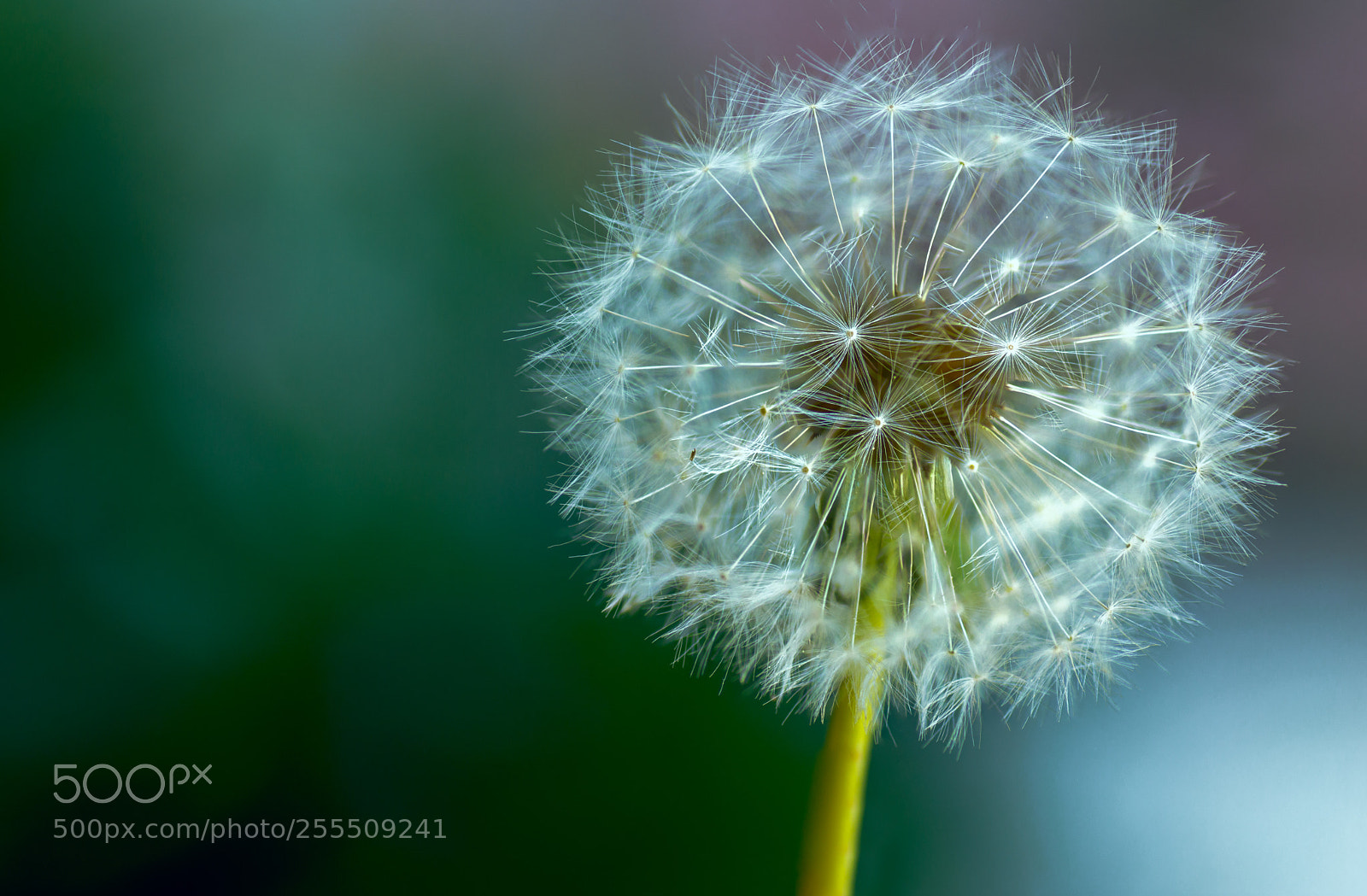 Nikon D3200 sample photo. Pusteblume photography