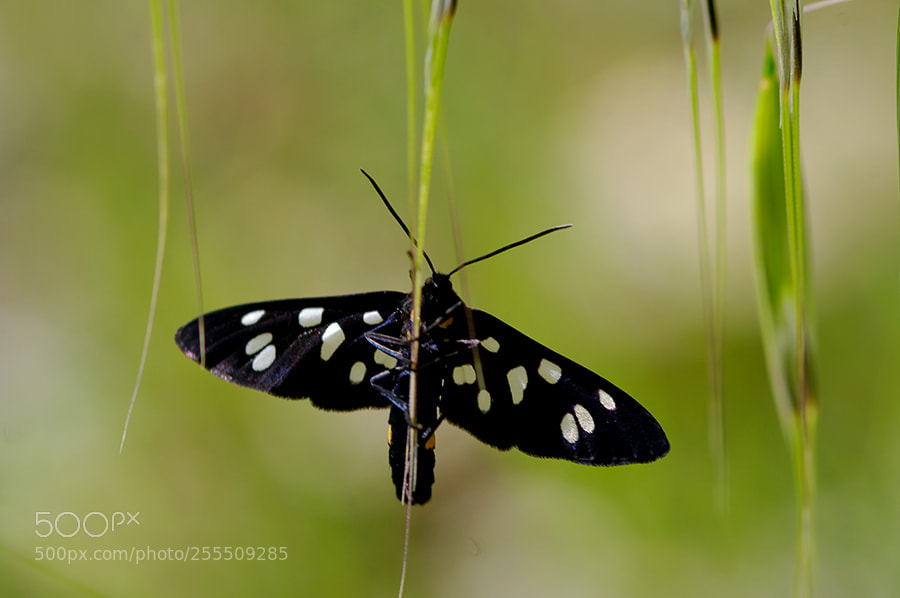 Pentax K20D sample photo. Buterfly photography