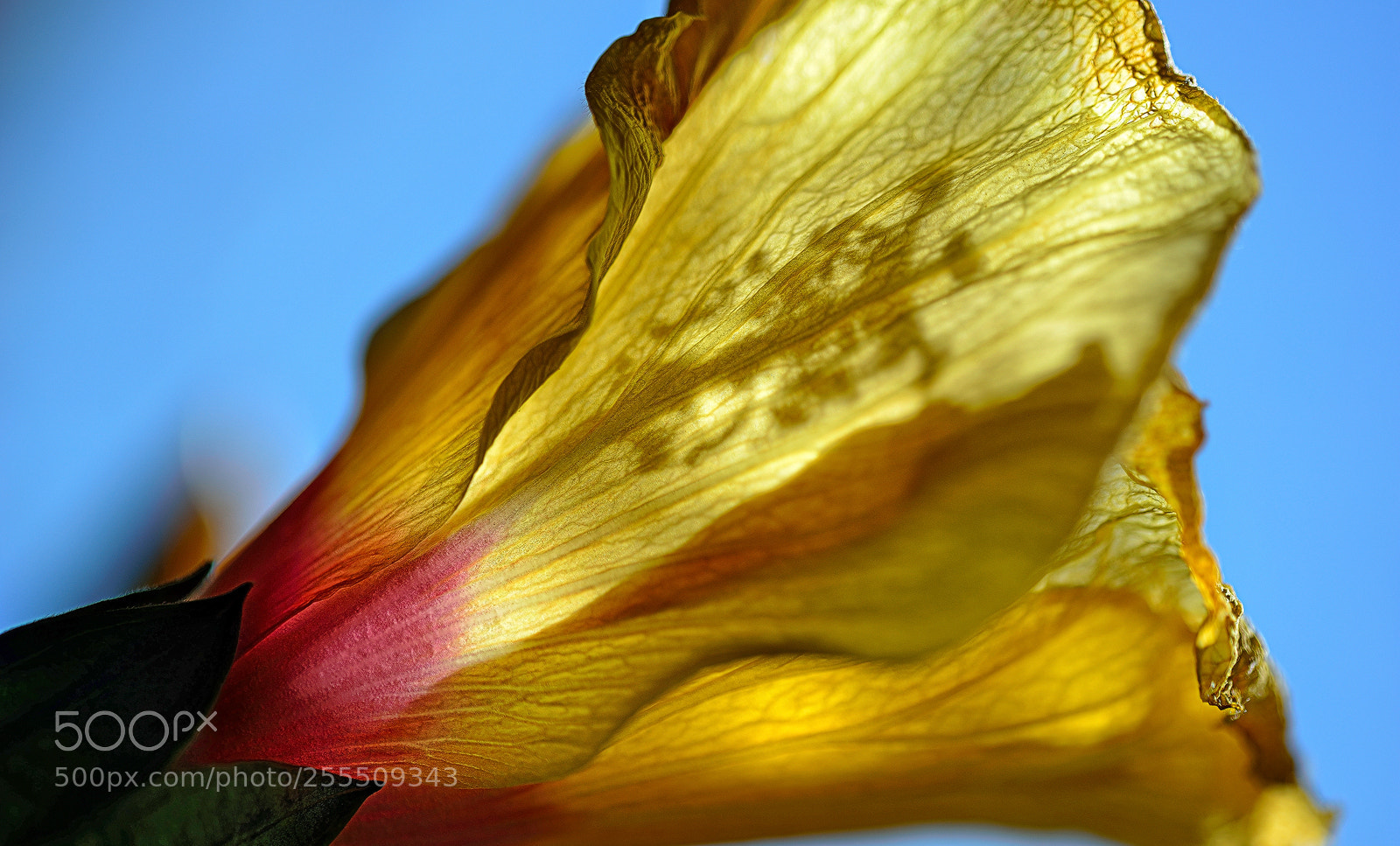 Nikon D800E sample photo. Flower power photography