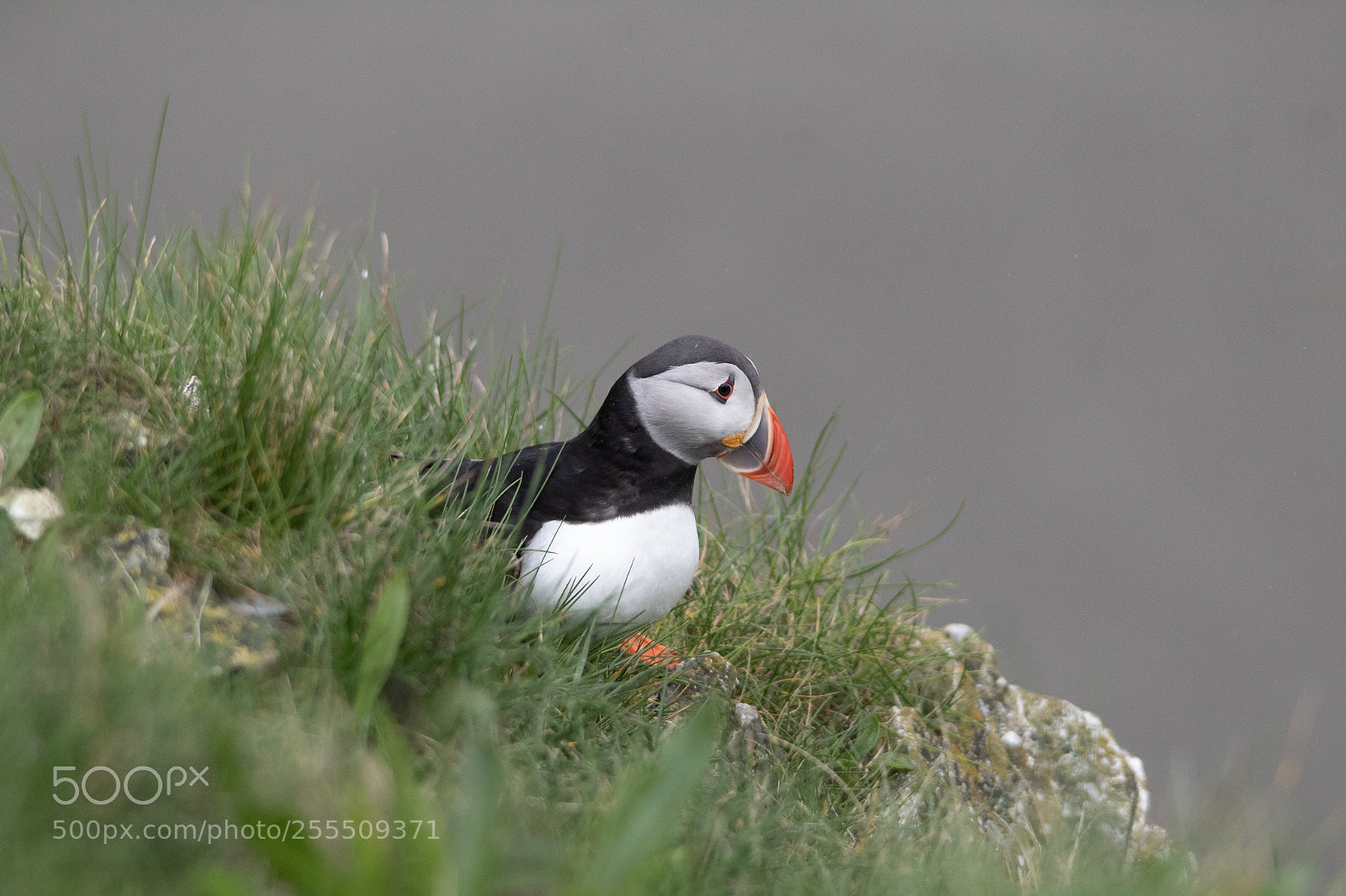 Canon EOS 1300D (EOS Rebel T6 / EOS Kiss X80) sample photo. Puffin  photography