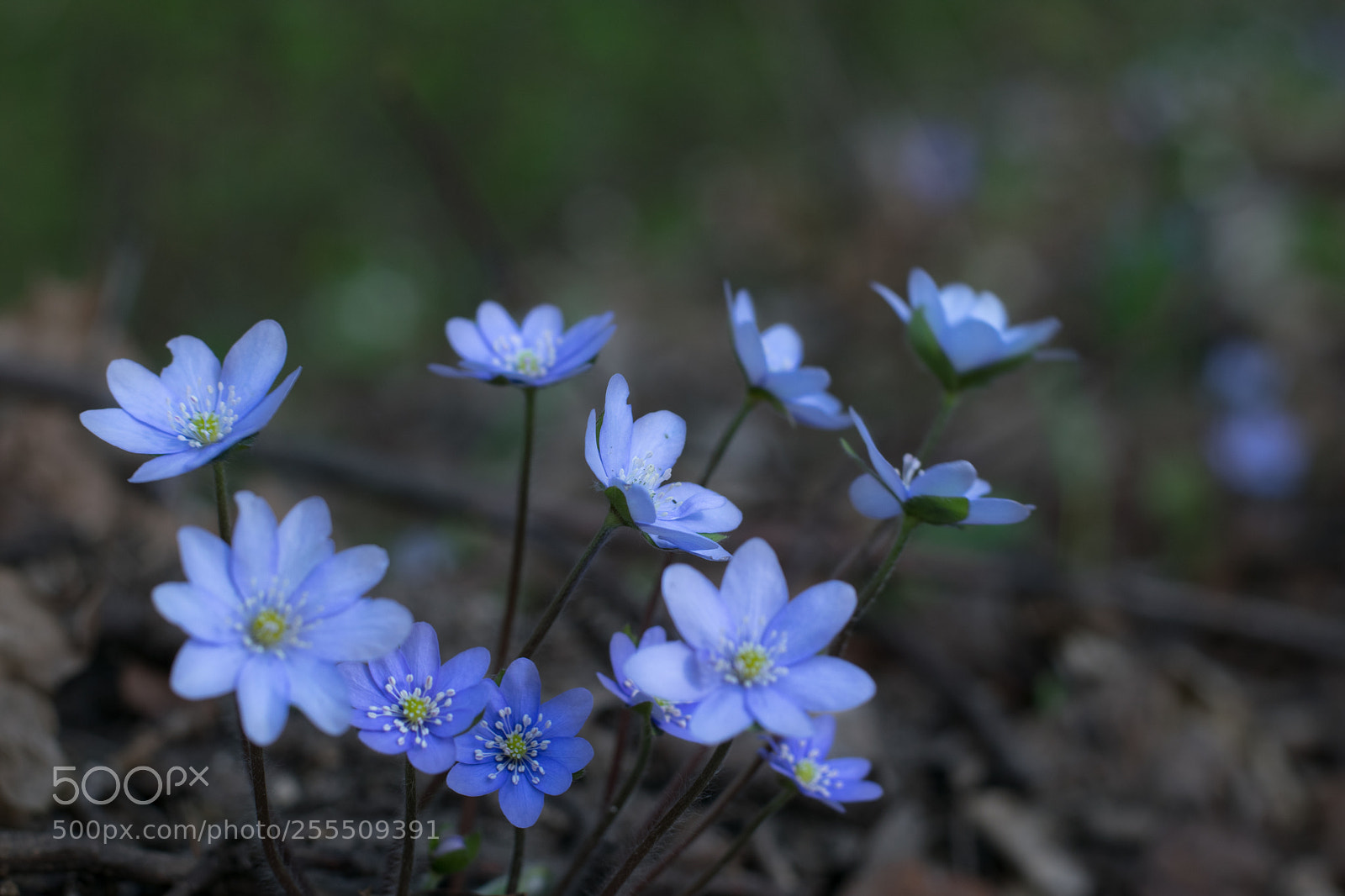 Nikon D3300 sample photo. Anemone flowers photography