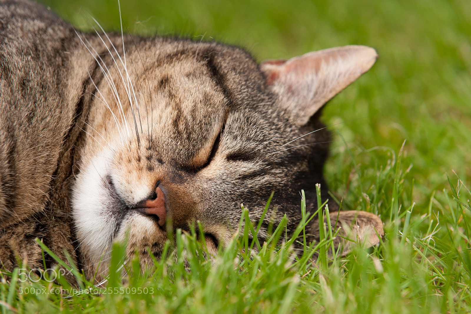 Nikon D700 sample photo. Sweet dreams photography