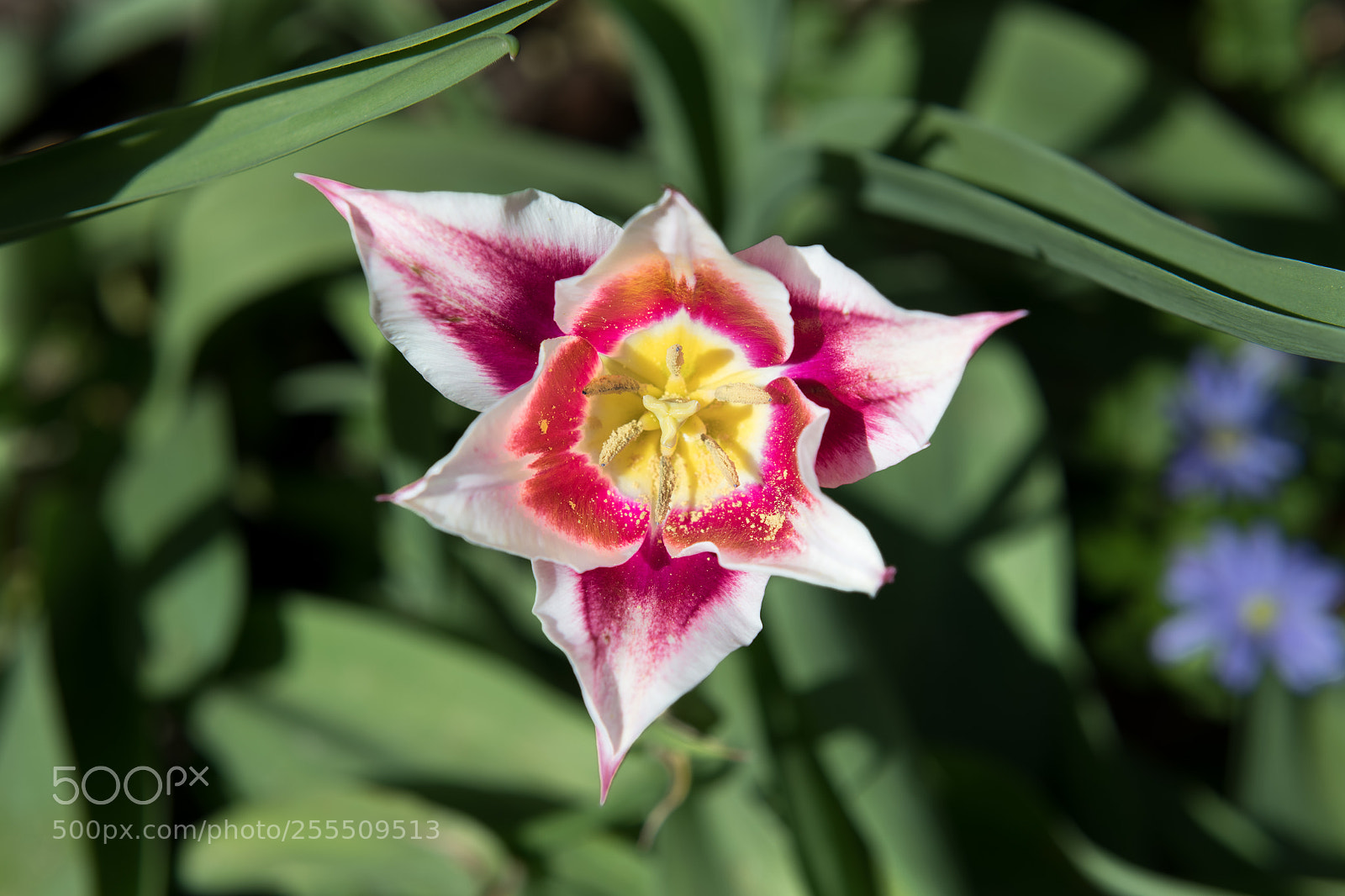 Nikon D850 sample photo. Tulip photography