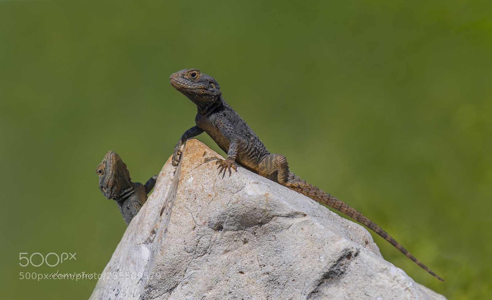 Nikon D5 sample photo. Kertenkele - lizard photography