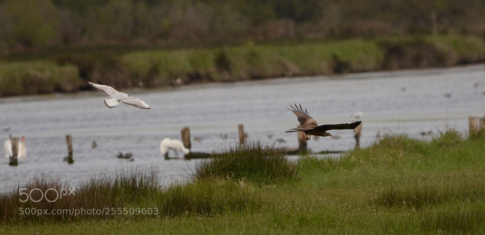Nikon D7100 sample photo. Milvus migrans vs larus photography