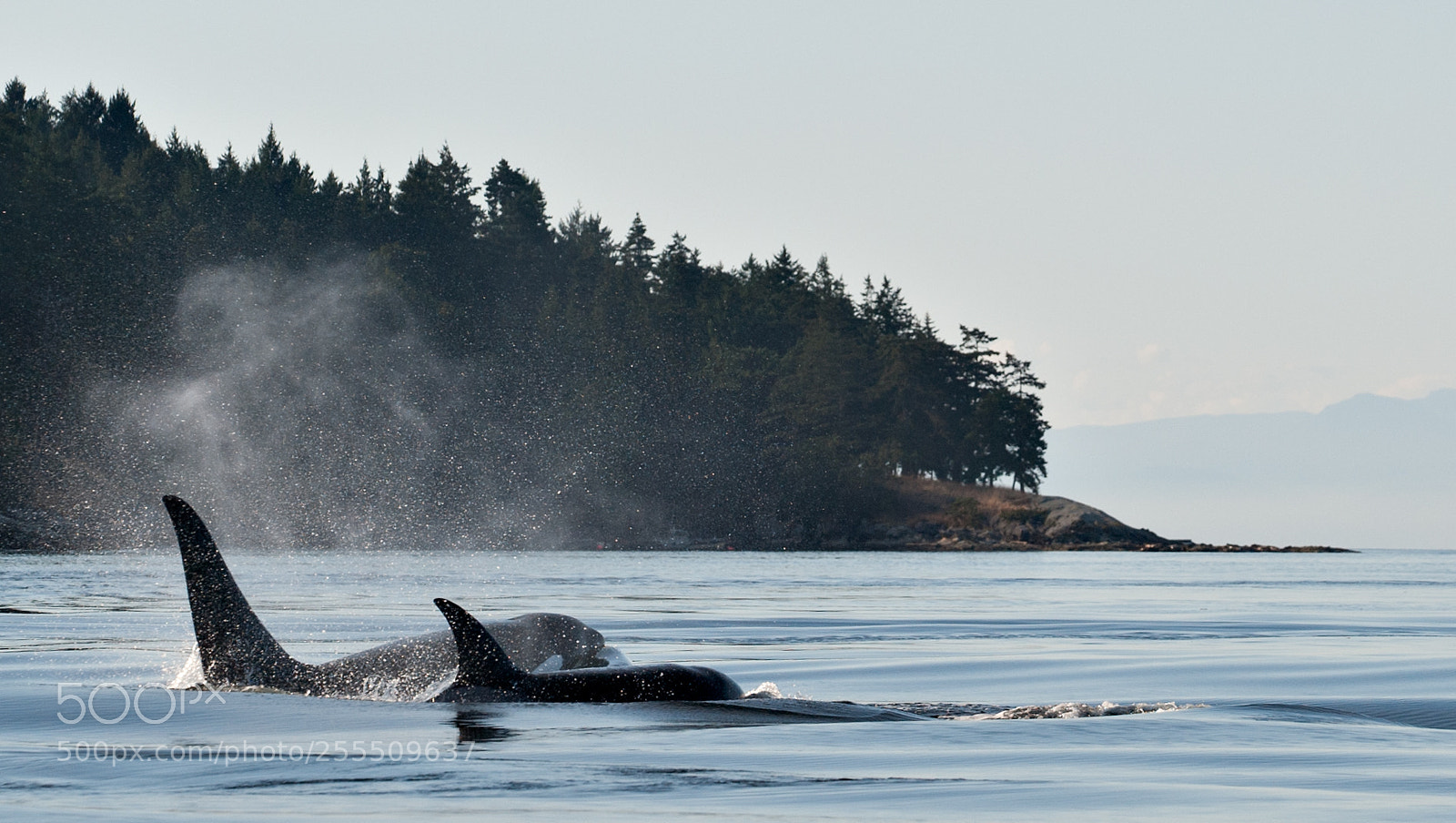 Nikon D700 sample photo. Vancouver island orcas photography