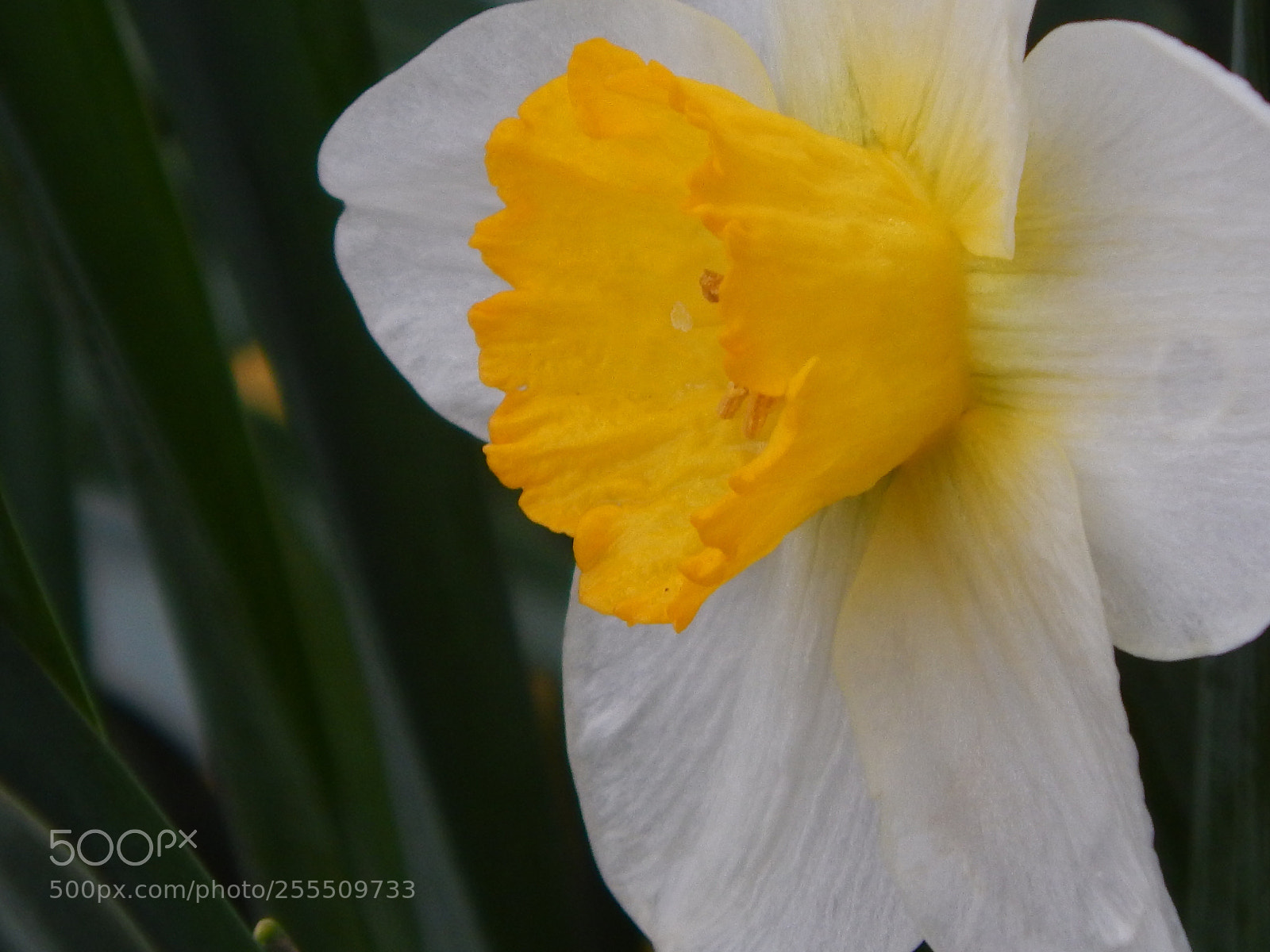 Nikon Coolpix L820 sample photo. Daffodil in the rain photography