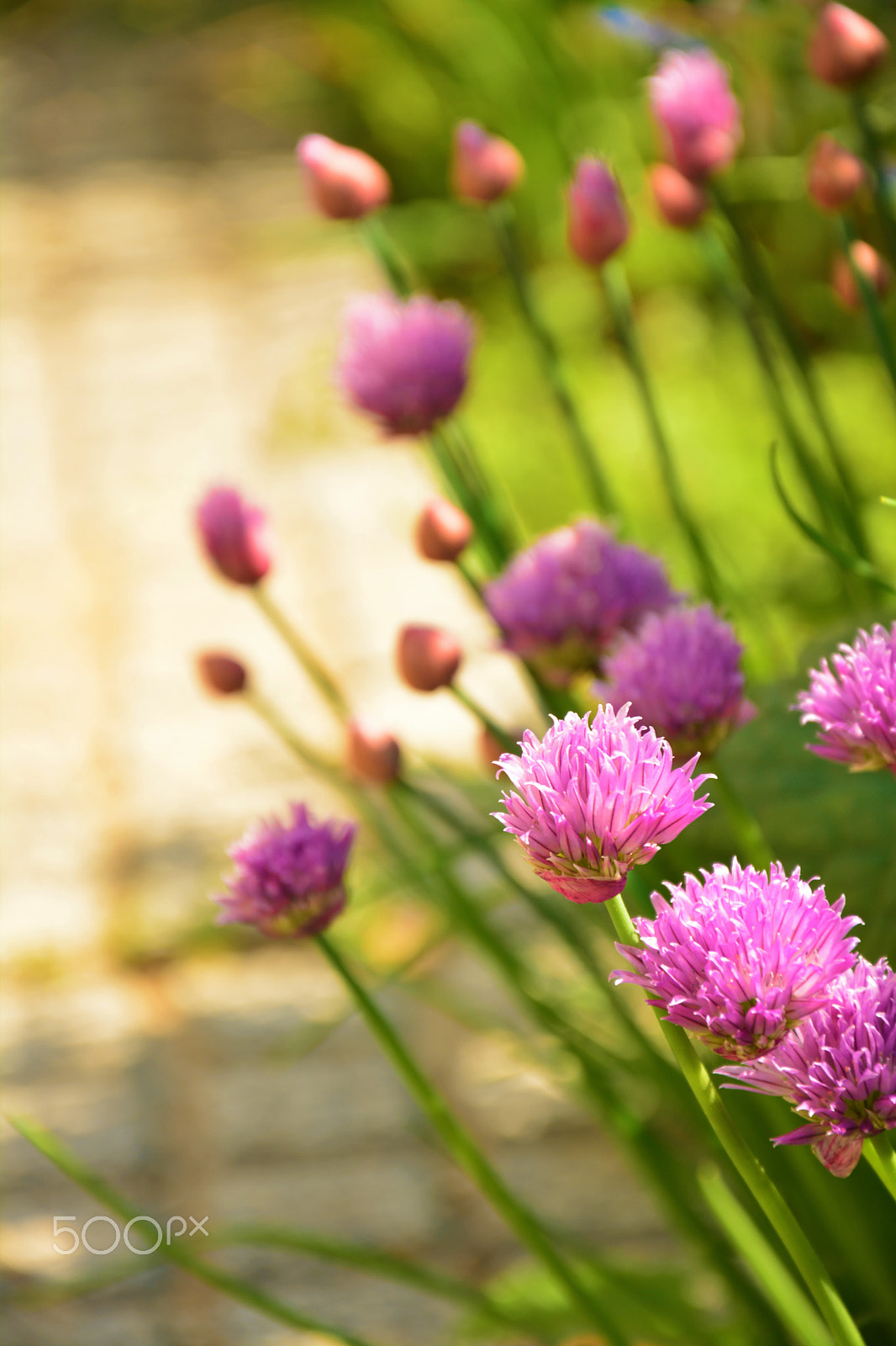 Nikon D5200 sample photo. Flowe power photography