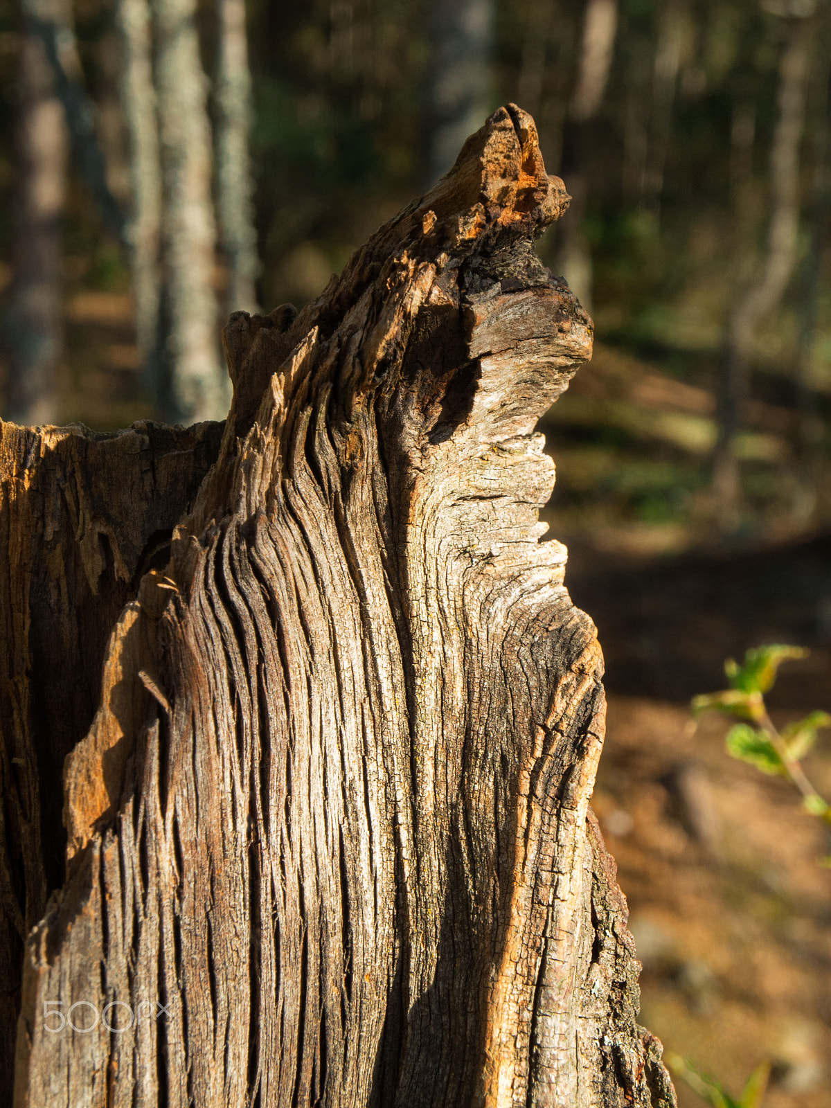 Nikon Coolpix P7100 sample photo. Closeup of old stump in forest with sunshine photography
