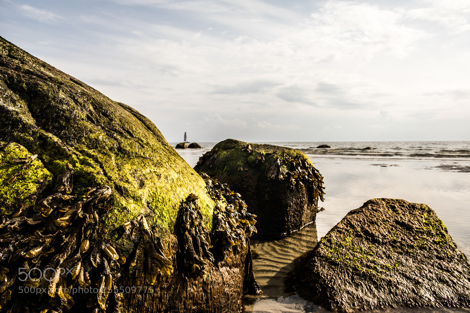 Canon EOS 5D Mark IV sample photo. Green algae photography