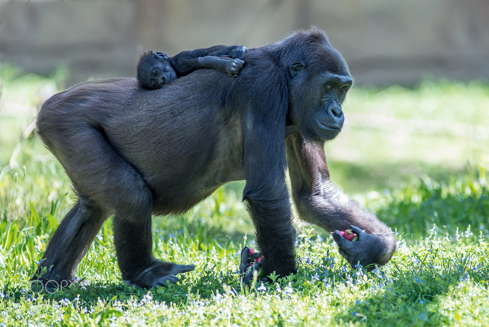Nikon D800 sample photo. Mother with child photography