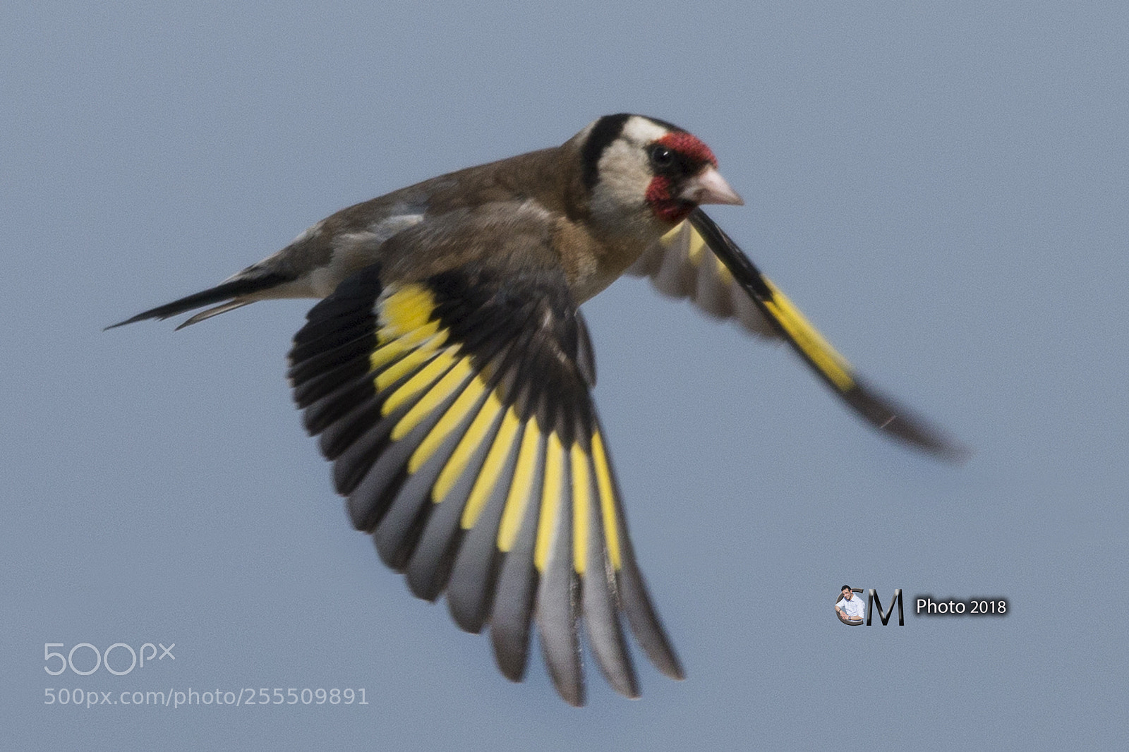 Canon EOS 70D sample photo. Cardellino in volo photography
