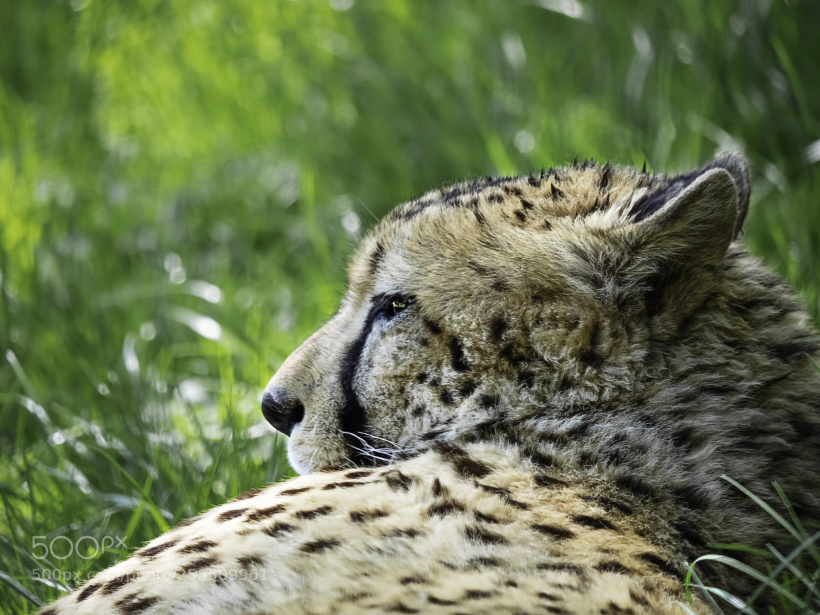Panasonic Lumix DC-G9 sample photo. "siesta!" photography