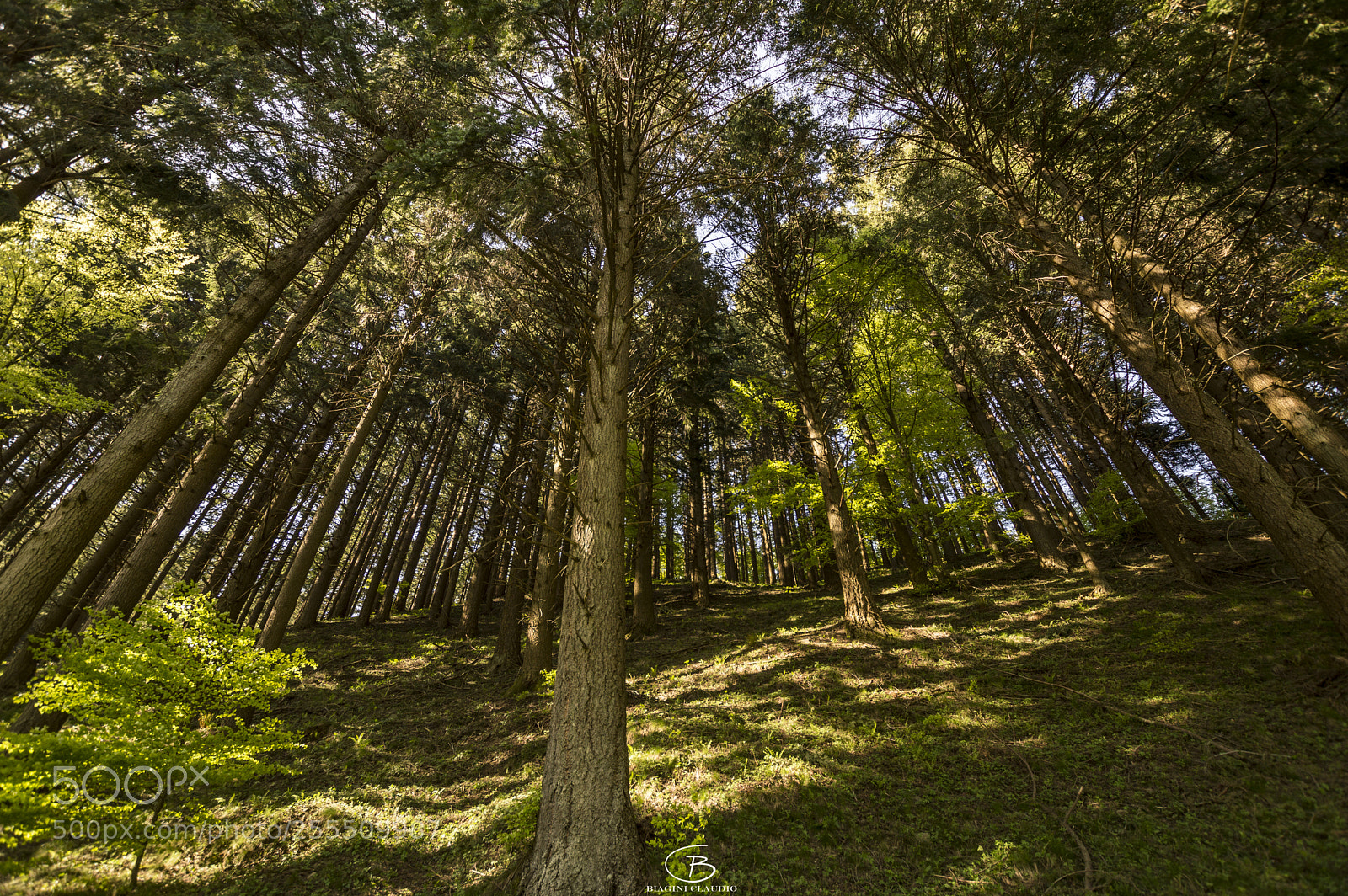 Nikon D3200 sample photo. Ai piedi dei giganti photography