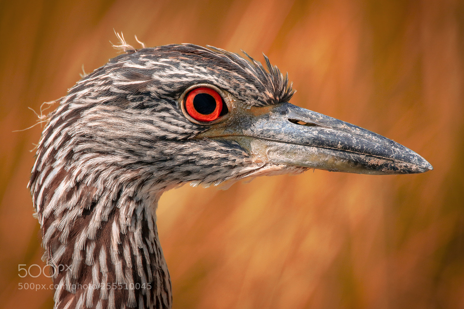 Canon EOS 7D Mark II sample photo. Glazed stare photography