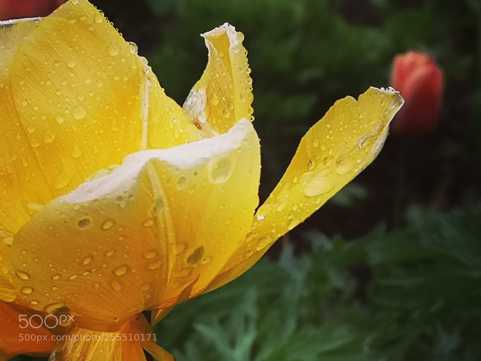 HUAWEI CLT-L09 sample photo. Waterdrops photography