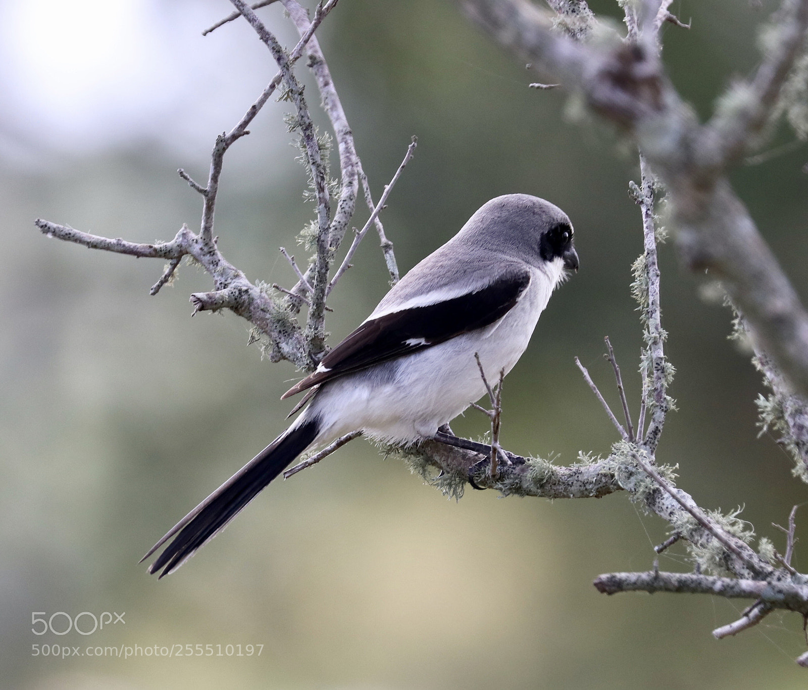 Canon EOS 80D sample photo. Loggerhead shrike photography