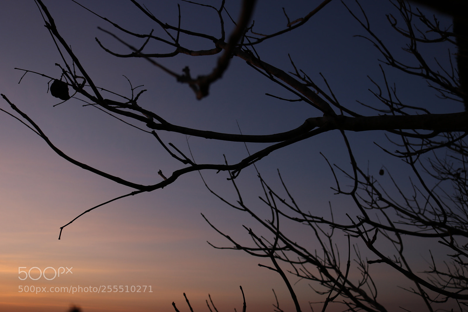 Canon EOS 750D (EOS Rebel T6i / EOS Kiss X8i) sample photo. Img photography