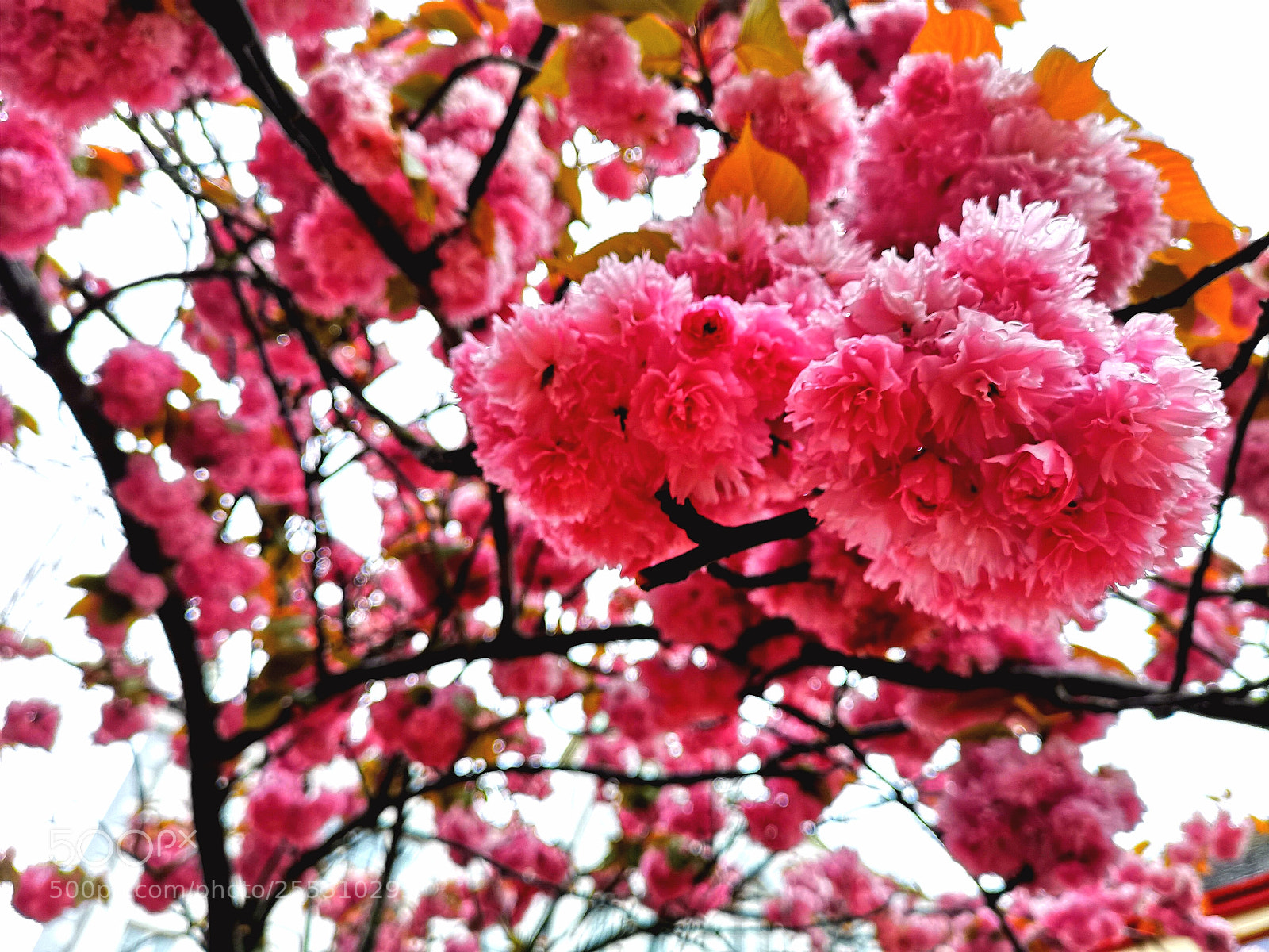 HUAWEI CLT-L09 sample photo. Pink tree photography