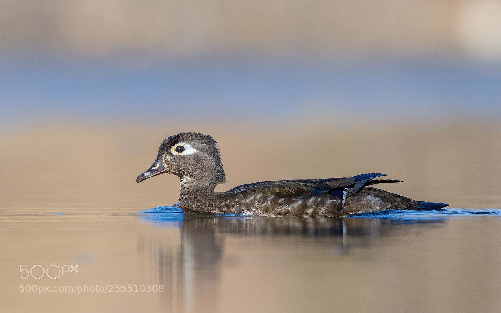 Nikon D7200 sample photo. Wood duck hen photography