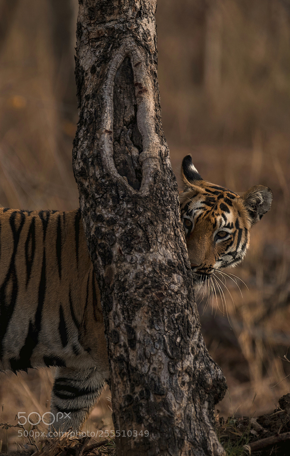 Canon EOS 7D Mark II sample photo. Peek a boo photography